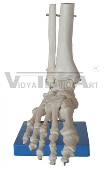 Life Size Foot Joint Pharmaceutical and Anatomical Model Gifts